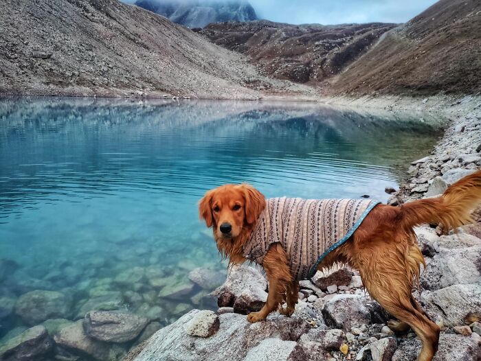 See How I Spent 18 Days Hiking Through Manaslu Circuit Together With My Dogs