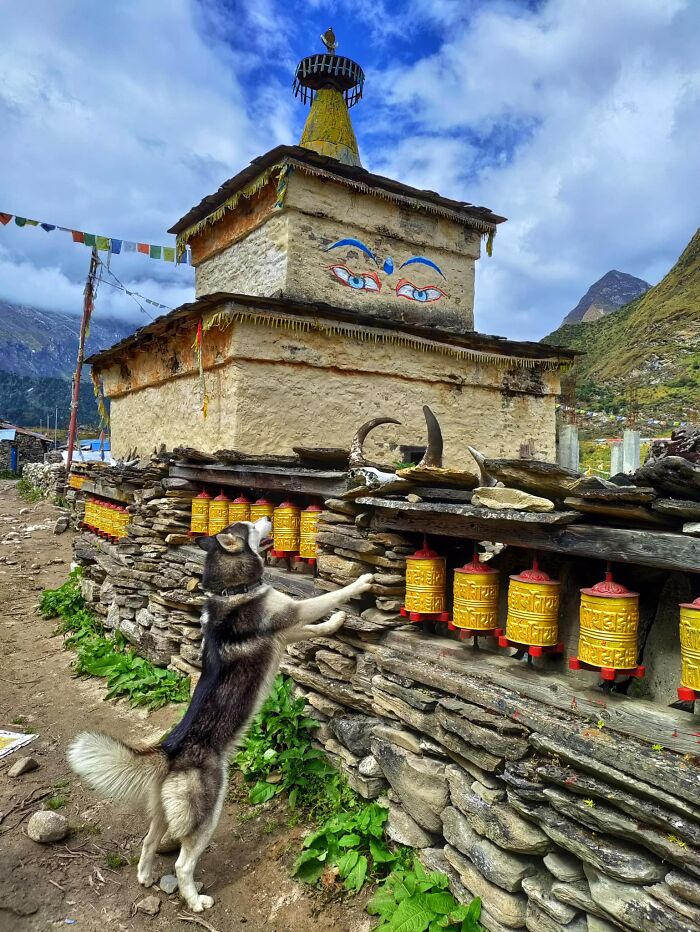 See How I Spent 18 Days Hiking Through Manaslu Circuit Together With My Dogs