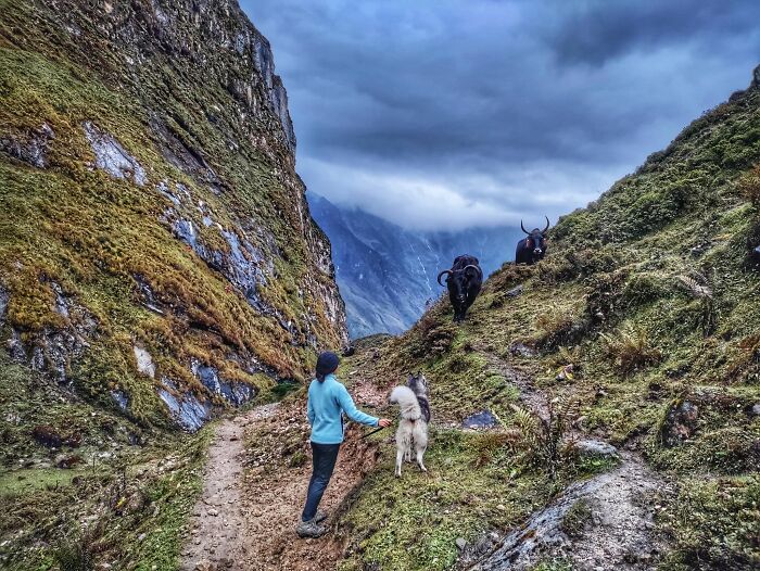 See How I Spent 18 Days Hiking Through Manaslu Circuit Together With My Dogs