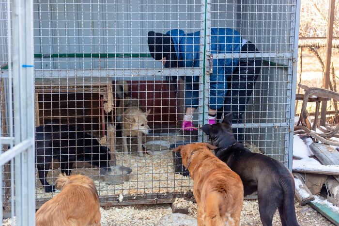 These People In Ukraine Have Dedicated Their Lives To Helping Unfortunate Animals All Across Their Country