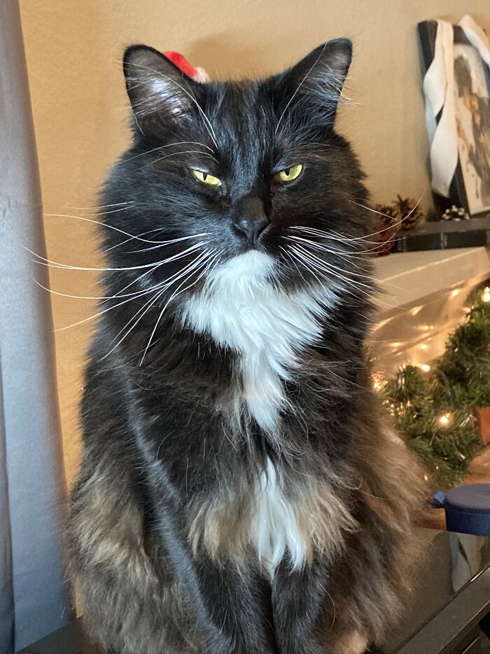 Preacher Knows He Has Magnificent Floof And Whiskers, And He Displays Them To His Advantage