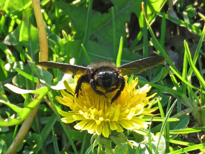 Instead Of Snow, Spring Came To Us In January