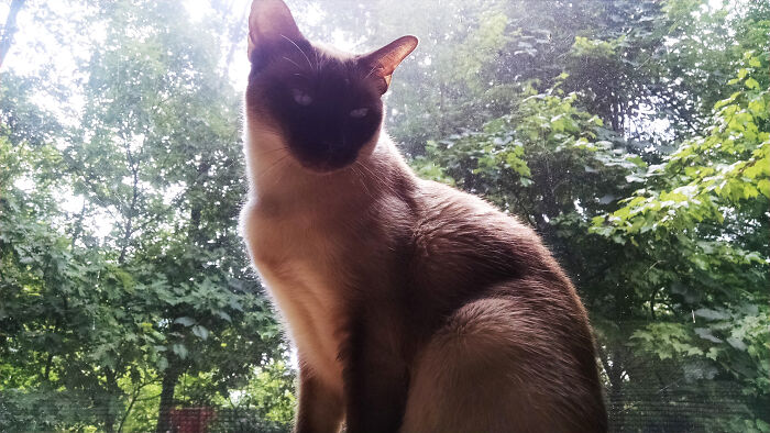 She Is The Queen Of All She Surveys, And She Knows It. Long Live Our Feline Overlord