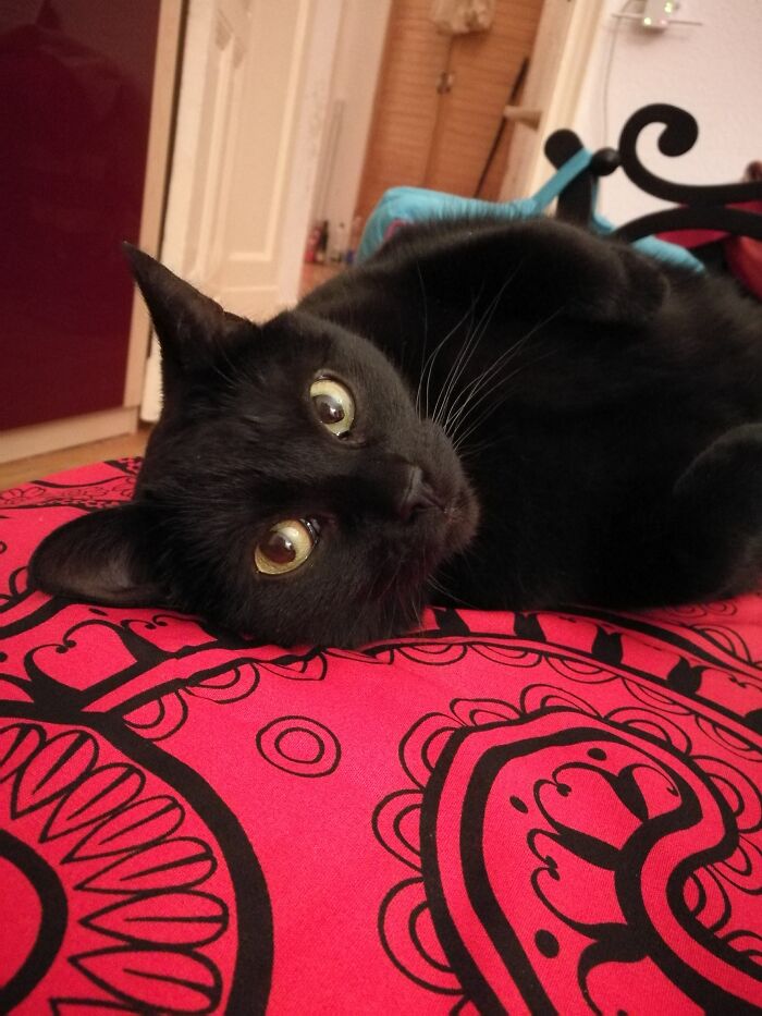 Definitely A Queen. Lilly