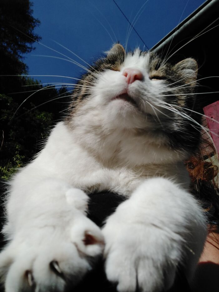 Pit Enjoying The Sunlight