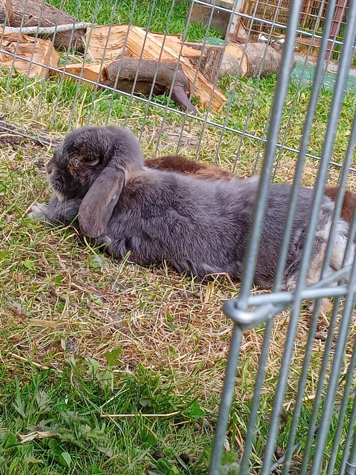 His Majesty, Pebble, Chilling As He Surveys His Kingdom