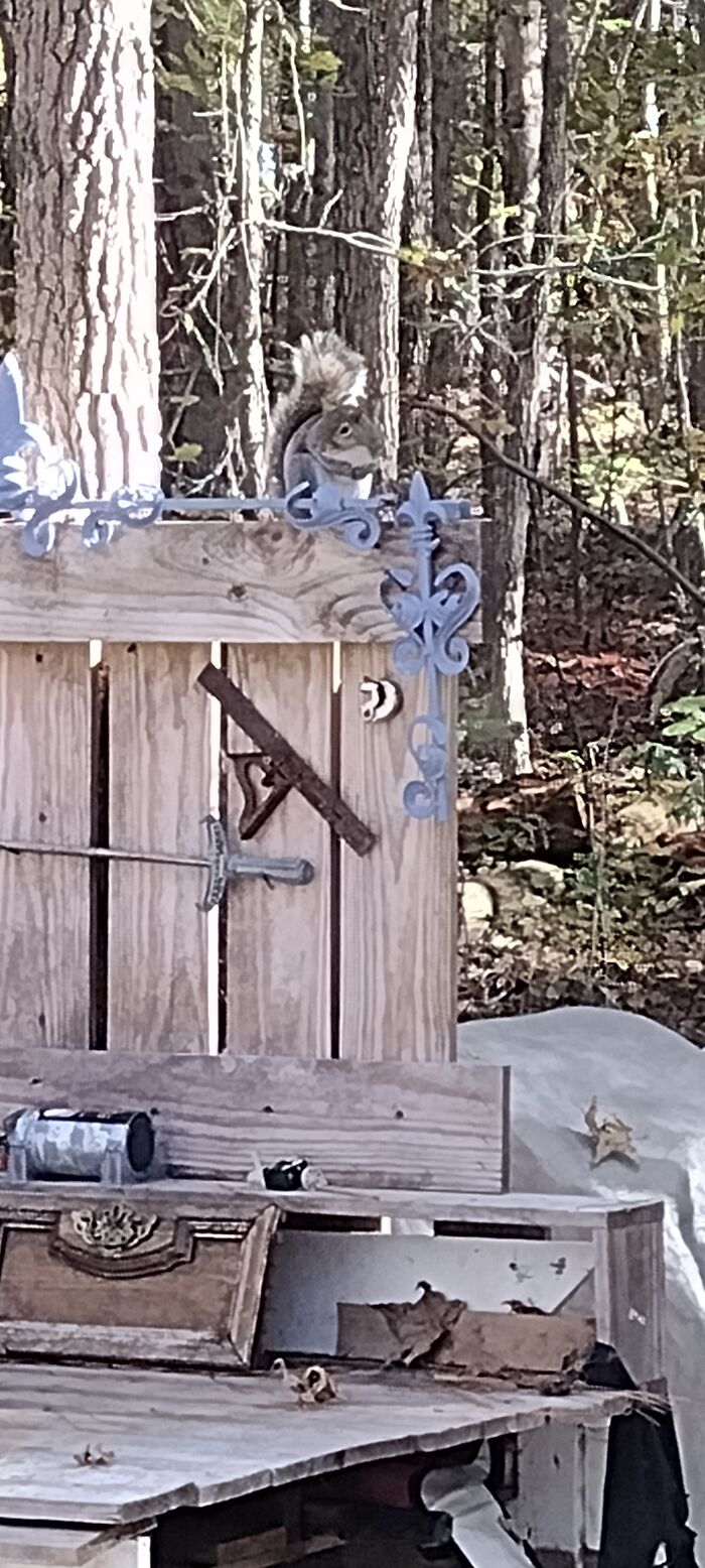 The Squirrels Like To Pick On Our Cats. This Was Also Taken In Douglasville Georgia USA