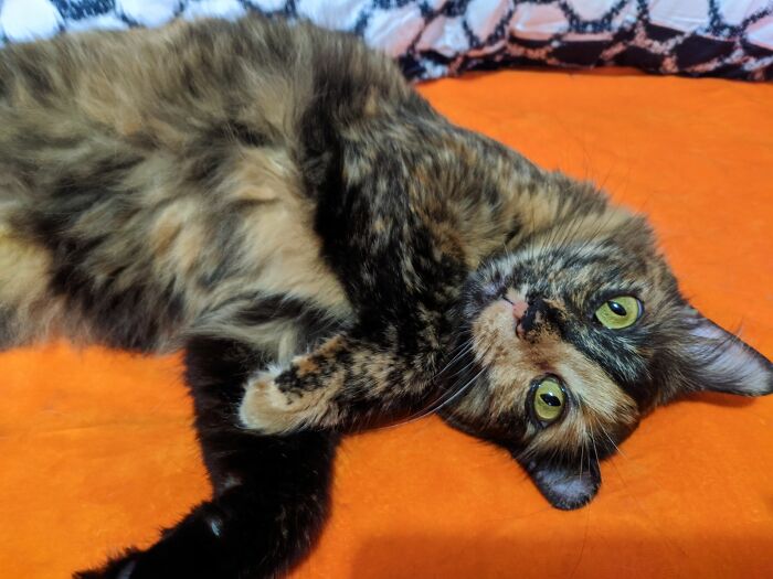 Grisina Kmess The Queen