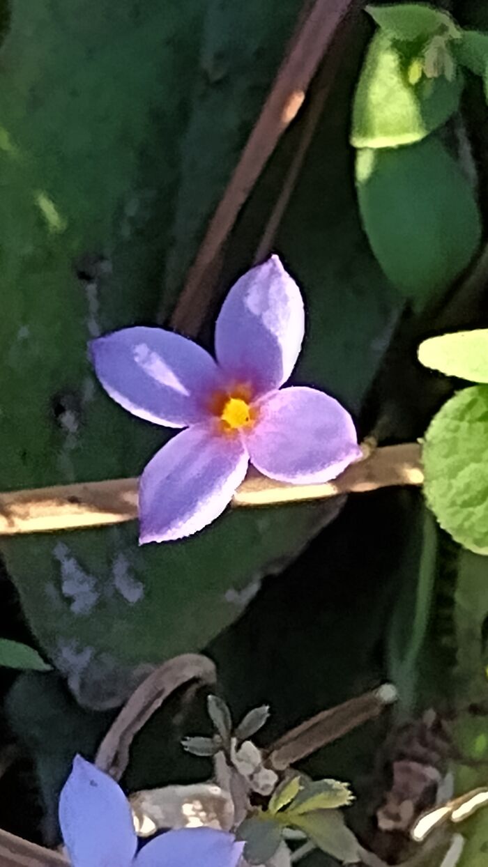 Went For A Walk In The Woods Around Our House And Found Him