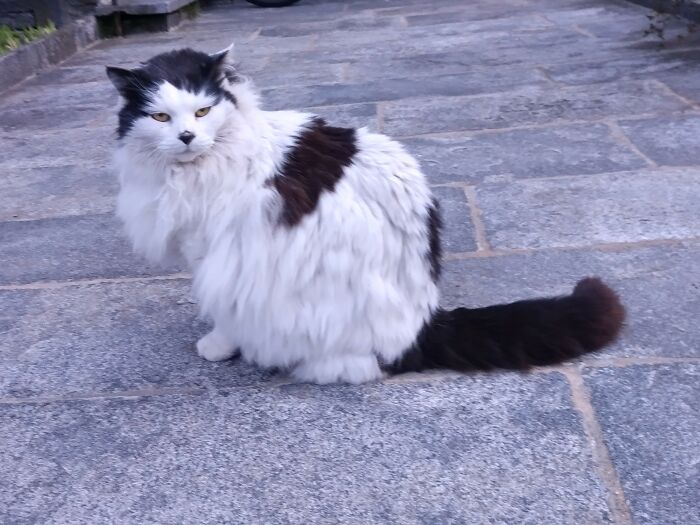 A Friend In My Village, Half Wild And Very Gentle Hearted