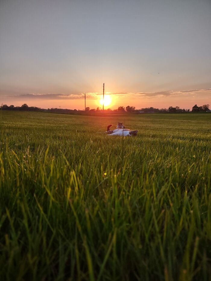 Sunset In Ohio With Two Of My Cats (Callie And Patton)