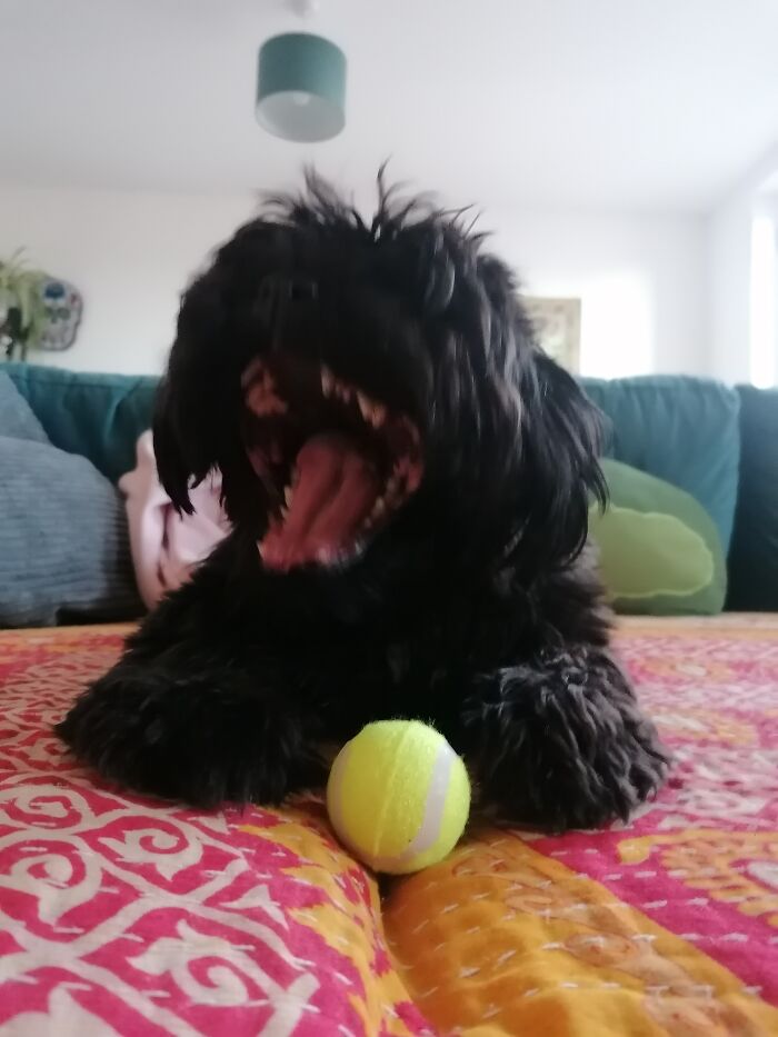 You'd Never Guess This Was A Cute Pugzhu!!