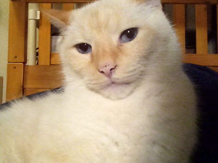 Chill Time With Monkey