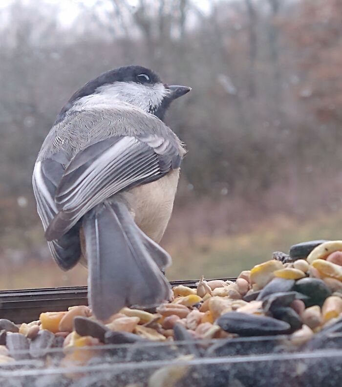"You Look'n At Me?" - Chickadee