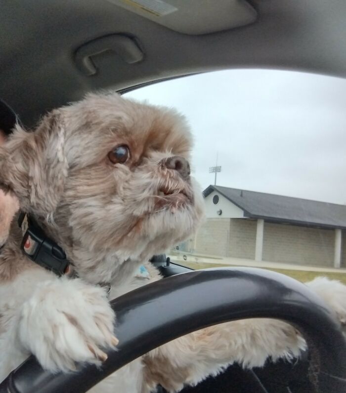 My Dog Drove Me Home Guys!!!!