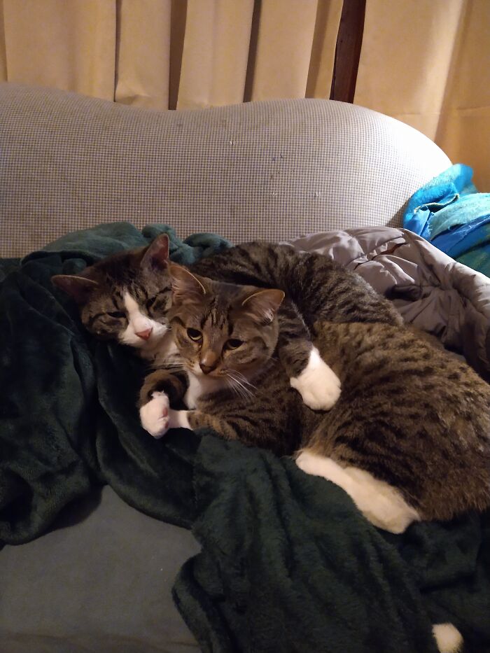 We Were Really Worried The Big Guy Wouldn't Take To Sharing His Space With A New Cat - Safe To Say He's Ok With Her