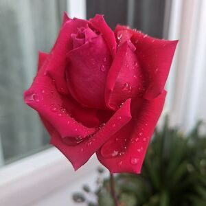 kristischmits avatar