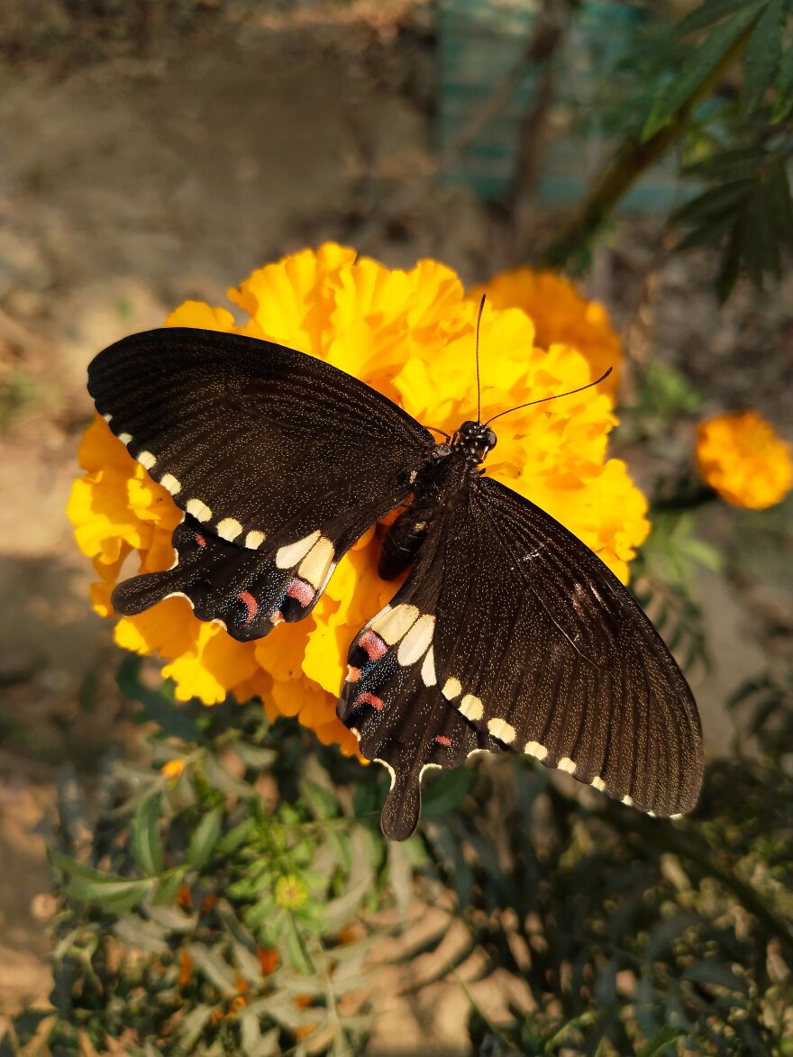 Black Mormon On Marigold