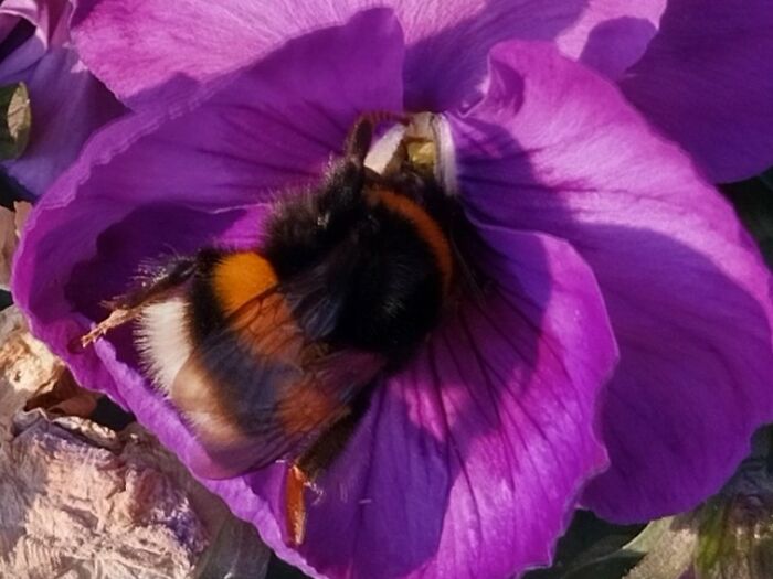 Huge Bumblebee Queen