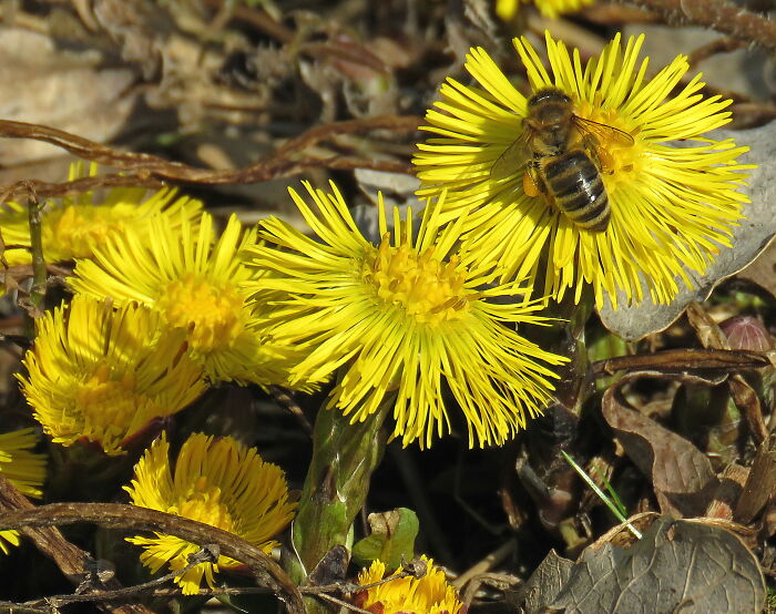 Coltsfoot,tussilago Farfara, A Beautiful Medicinal Plant, The Meadow Is Already Full