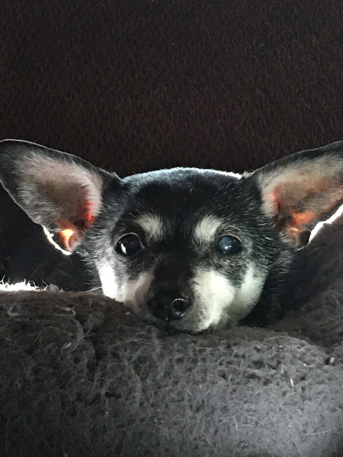 The Grace And Elegance Of Darling Rosie, Age 17