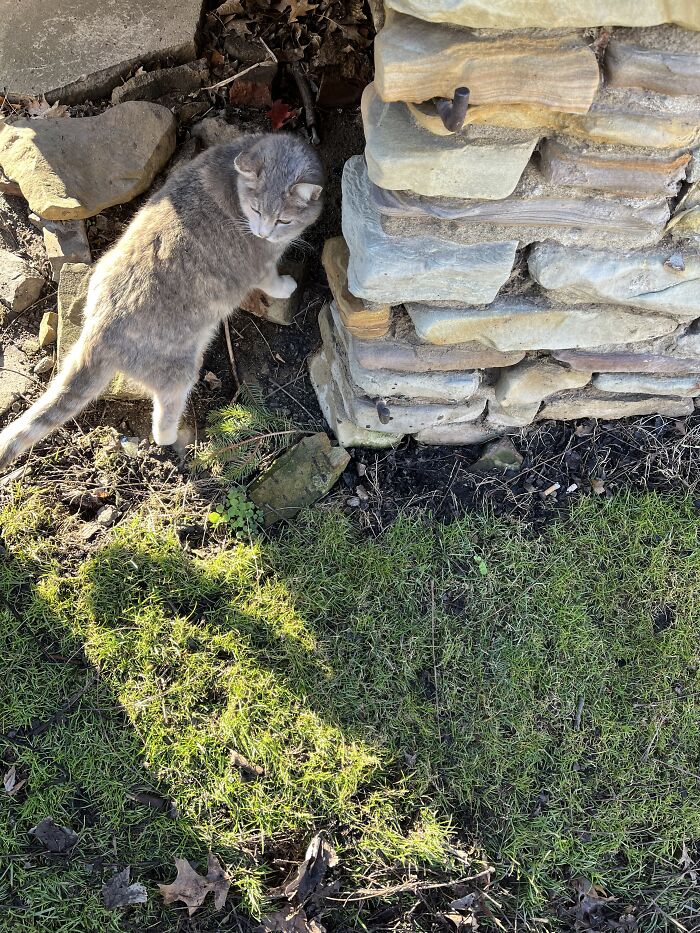 Dusty Exploring The Alley Behind My House