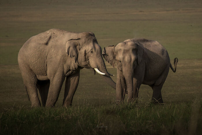Amazing Pictures Of Valentines Day Celebration By Animals And Birds