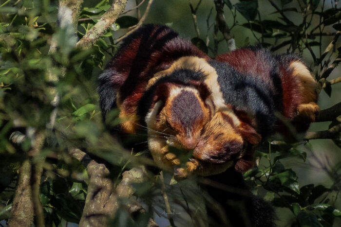 Amazing Pictures Of Valentines Day Celebration By Animals And Birds