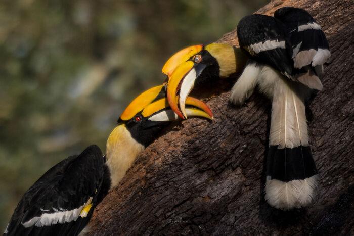 Amazing Pictures Of Valentines Day Celebration By Animals And Birds
