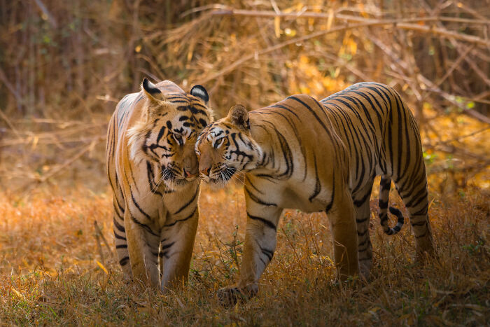 Amazing Pictures Of Valentines Day Celebration By Animals And Birds