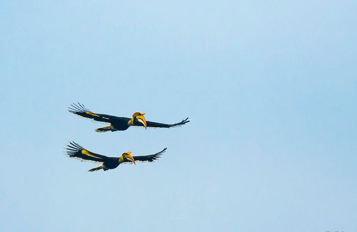 Amazing Pictures Of Valentines Day Celebration By Animals And Birds