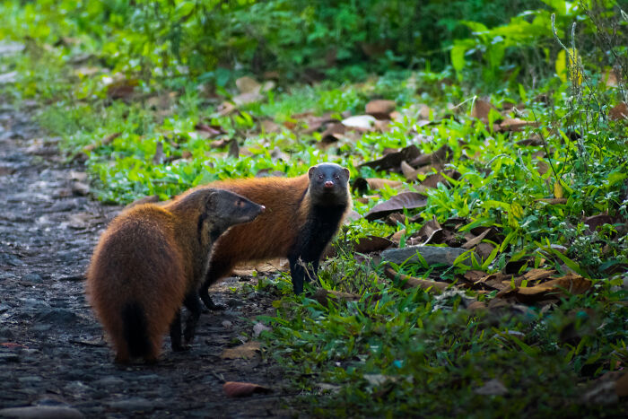 Amazing Pictures Of Valentines Day Celebration By Animals And Birds