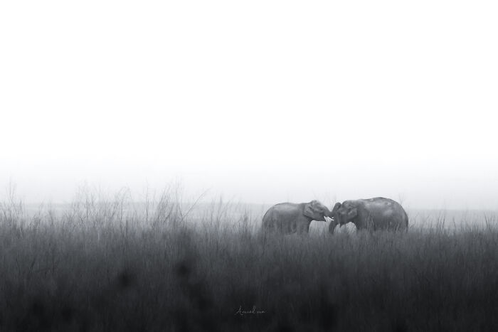 Amazing Pictures Of Valentines Day Celebration By Animals And Birds