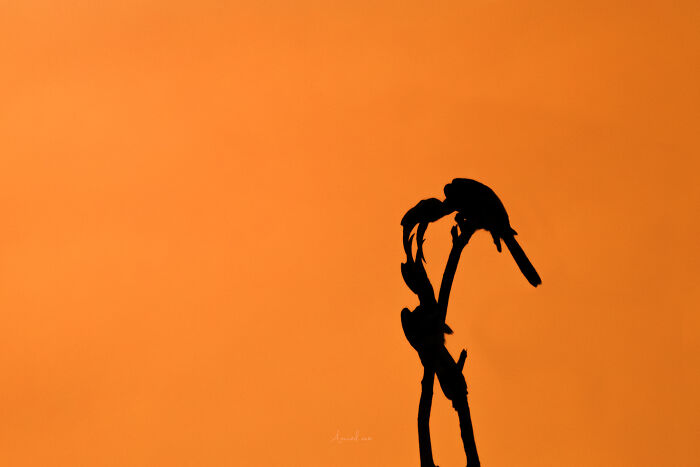 Amazing Pictures Of Valentines Day Celebration By Animals And Birds