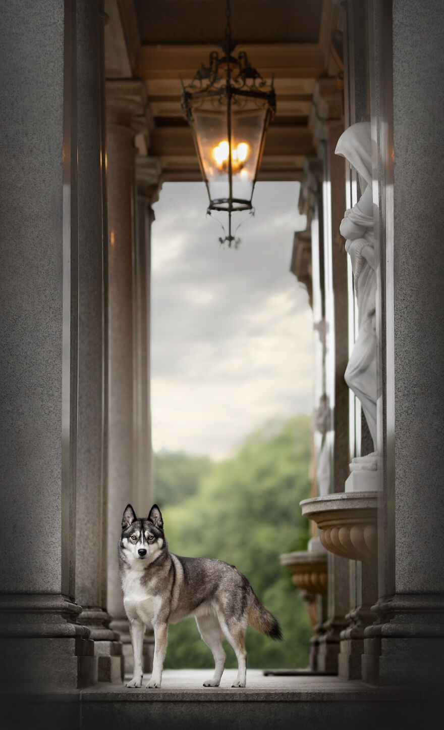 Dutch Dogs Posing In The Netherlands