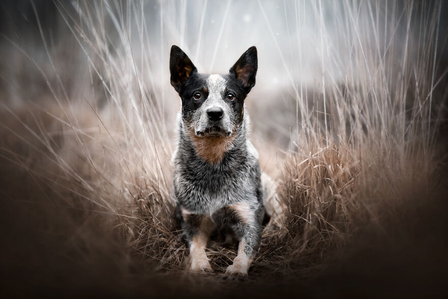 Dutch Dogs Posing In The Netherlands