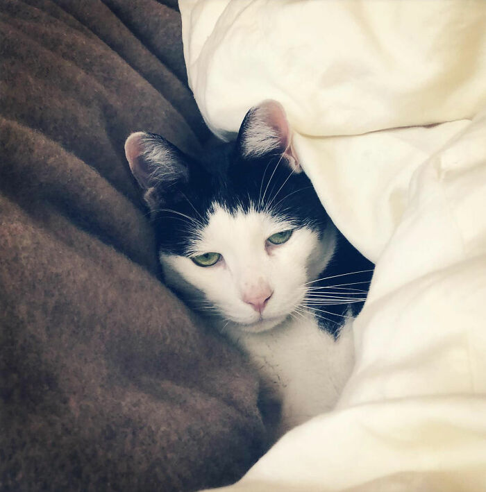 Meet Pancho, The Japanese Cat Whose Gloomy Gaze Stole The Hearts Of Many