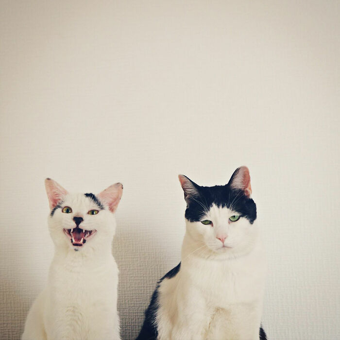 Meet Pancho, The Japanese Cat Whose Gloomy Gaze Stole The Hearts Of Many