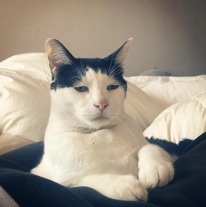 Meet Pancho, The Japanese Cat Whose Gloomy Gaze Stole The Hearts Of Many