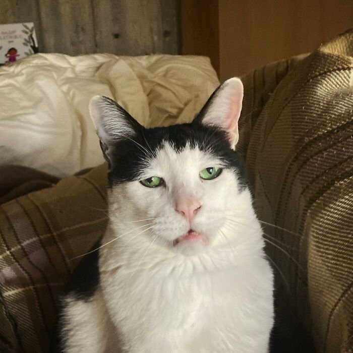 Meet Pancho, The Japanese Cat Whose Gloomy Gaze Stole The Hearts Of Many