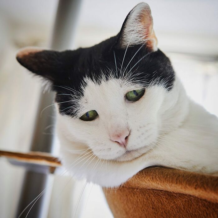 Meet Pancho, The Japanese Cat Whose Gloomy Gaze Stole The Hearts Of Many