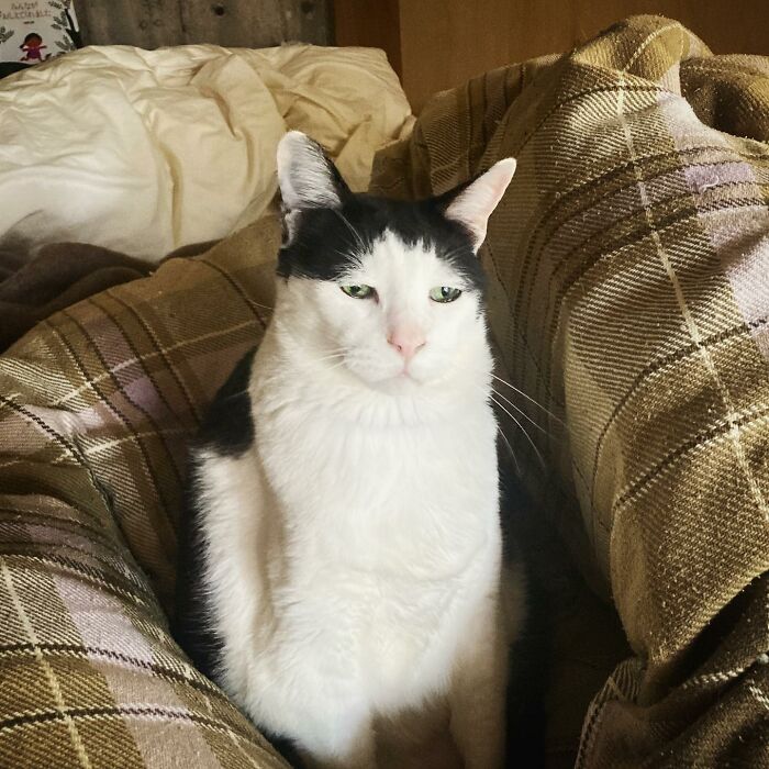 Meet Pancho, The Japanese Cat Whose Gloomy Gaze Stole The Hearts Of Many