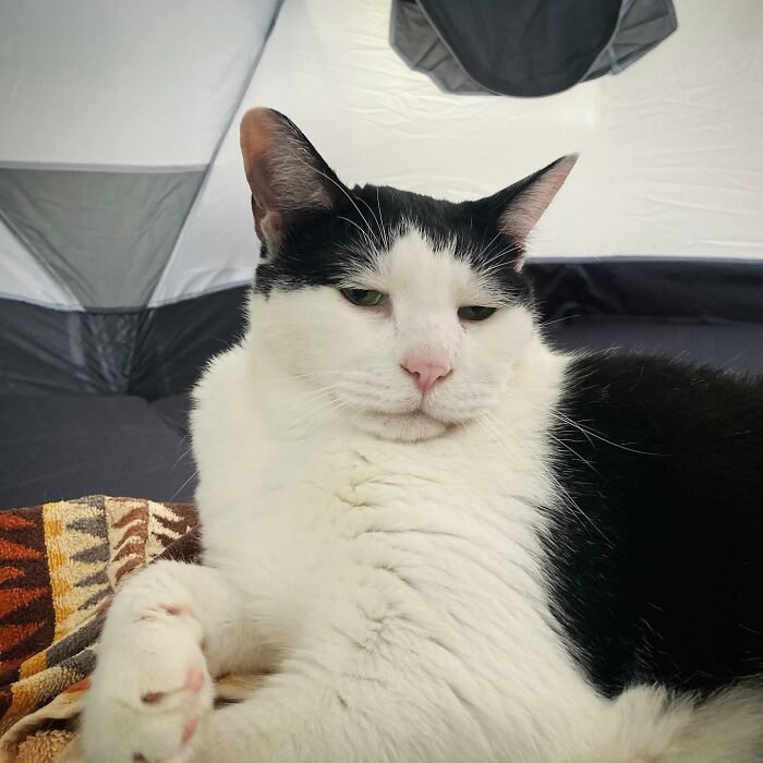 Meet Pancho, The Japanese Cat Whose Gloomy Gaze Stole The Hearts Of Many