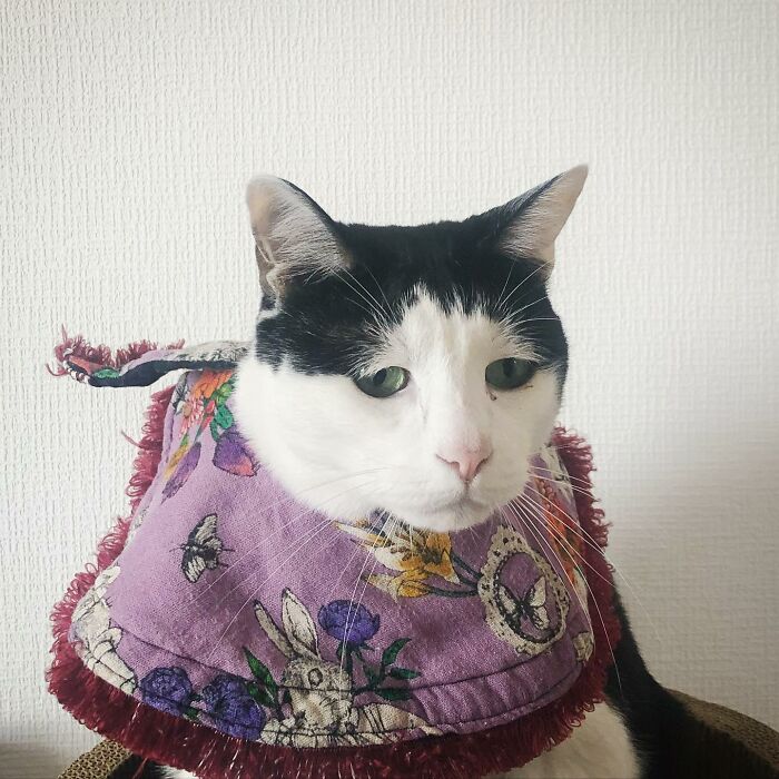 Meet Pancho, The Japanese Cat Whose Gloomy Gaze Stole The Hearts Of Many
