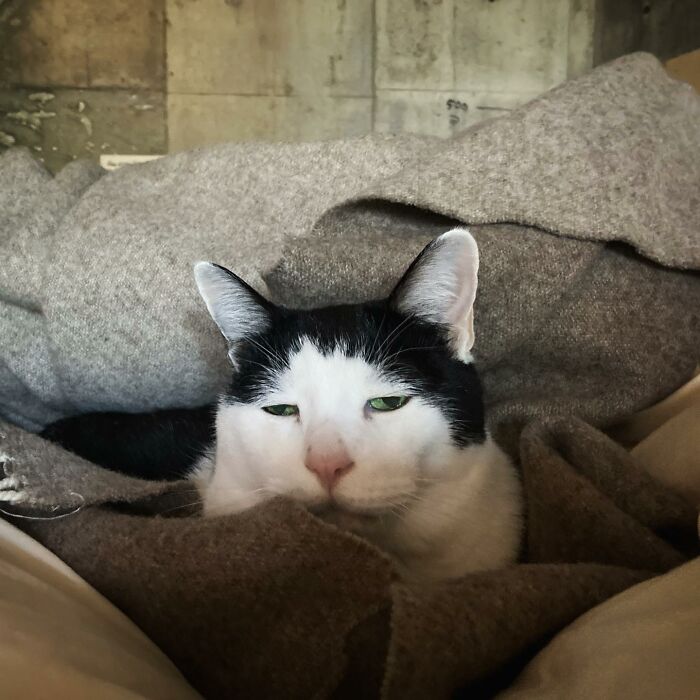 Meet Pancho, The Japanese Cat Whose Gloomy Gaze Stole The Hearts Of Many