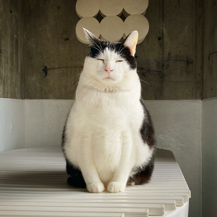 Meet Pancho, The Japanese Cat Whose Gloomy Gaze Stole The Hearts Of Many