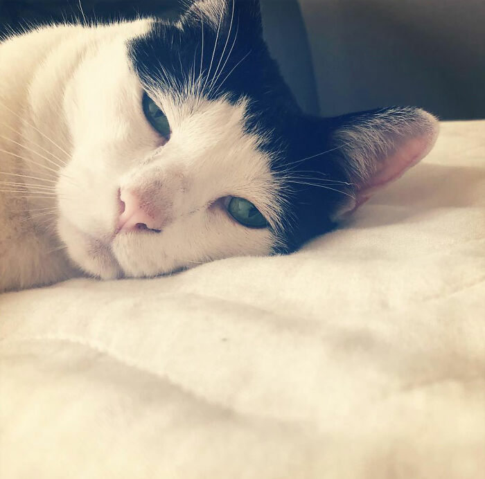 Meet Pancho, The Japanese Cat Whose Gloomy Gaze Stole The Hearts Of Many