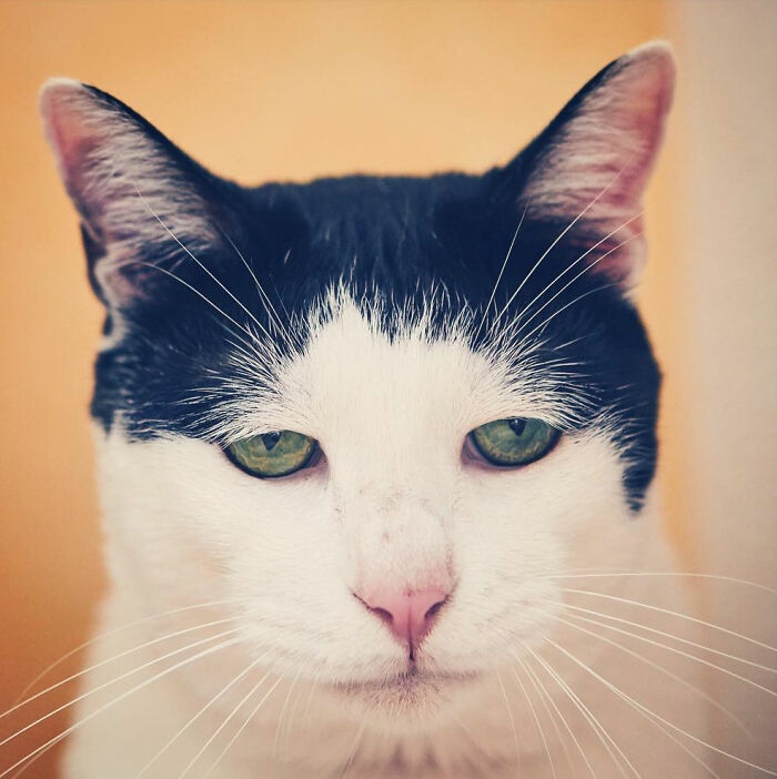 Meet Pancho, The Japanese Cat Whose Gloomy Gaze Stole The Hearts Of Many