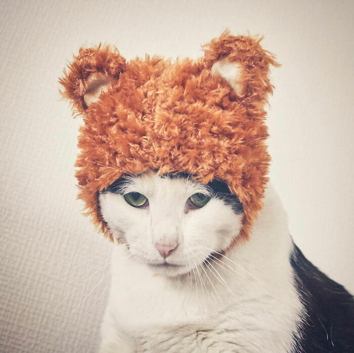 Meet Pancho, The Japanese Cat Whose Gloomy Gaze Stole The Hearts Of Many