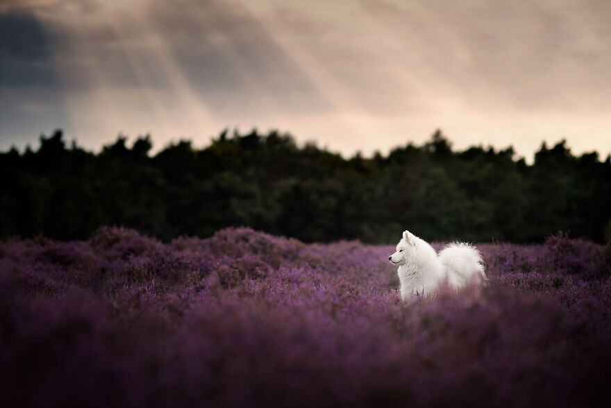 Dutch Dogs Posing In The Netherlands